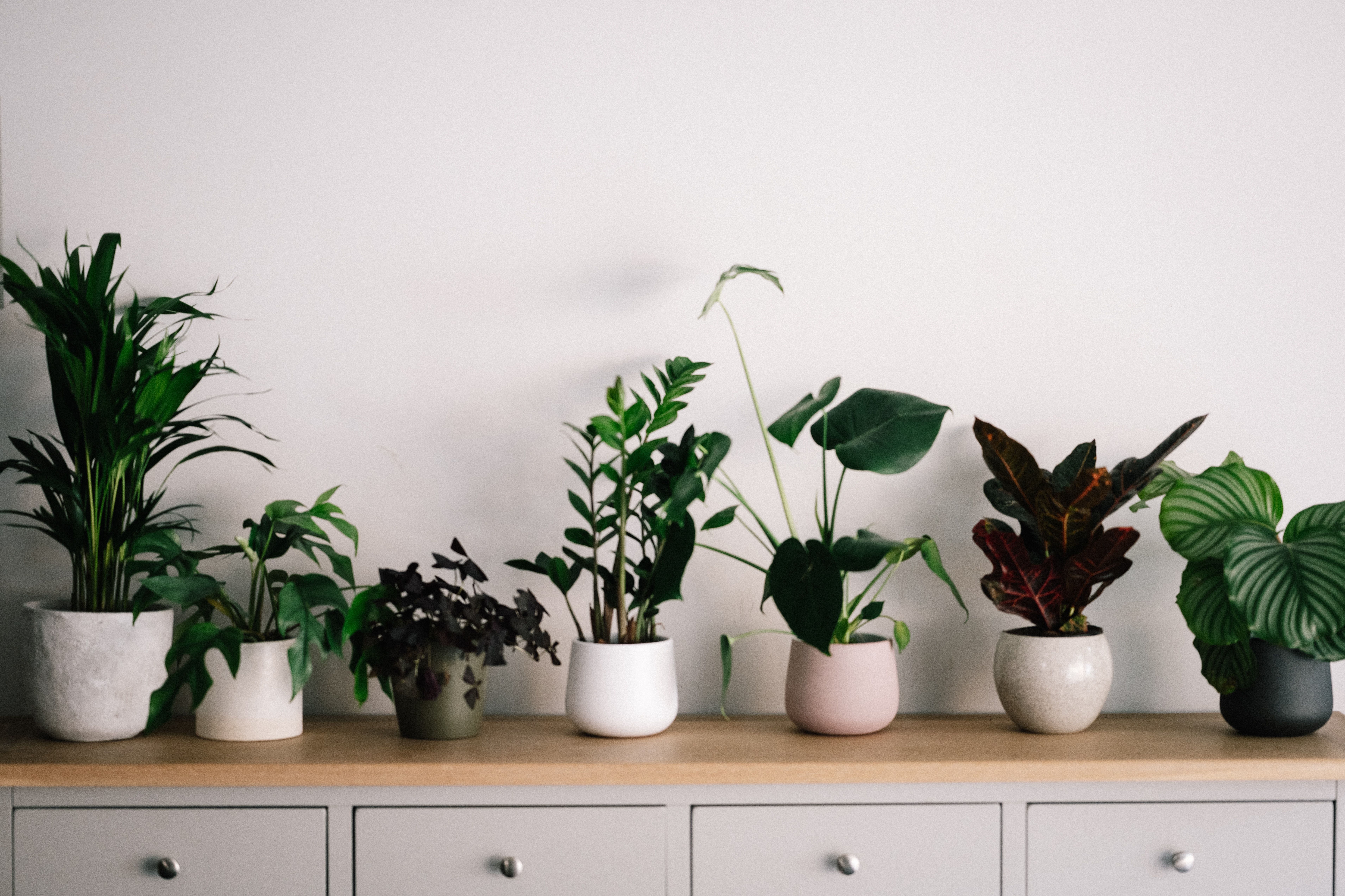 Plants To Keep In Office
