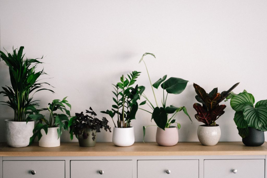 Types of Plants in Office